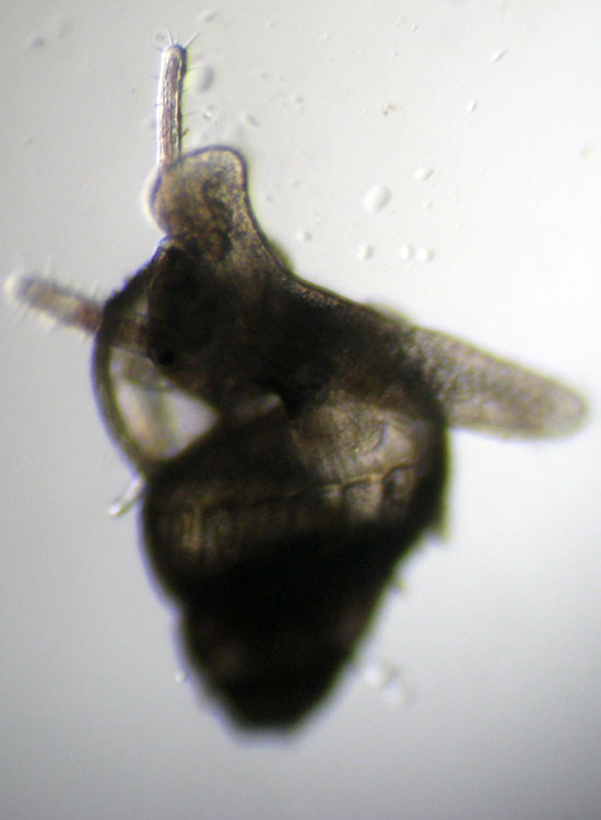 (Micro)mostri marini
